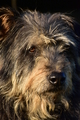 Kuhnis Hunde und Schafe / Bild 49 von 51 / 09.10.2021 17:29 / DSC_1530.JPG