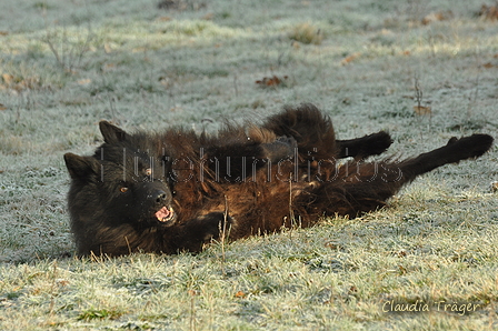 Schäfer Koch / Bild 3 von 38 / 20.01.2019 10:39 / DSC_6821.JPG
