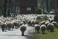 Vorschau von Bild 597 von 620
