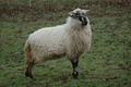 Vorschau von Bild 596 von 620