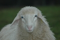 Vorschau von Bild 595 von 620