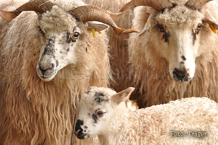 Schafe / Bild 352 von 620 / 15.03.2015 11:14 / DSC_8388.JPG