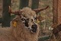 Vorschau von Bild 347 von 620