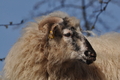 Vorschau von Bild 271 von 620