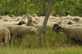 Vorschau von Bild 137 von 620