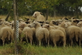 Vorschau von Bild 135 von 620