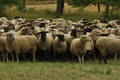 Vorschau von Bild 134 von 620