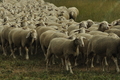 Vorschau von Bild 132 von 620