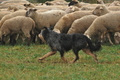 AAH Bundeshüten 2016 / Bild 1 von 163 / 17.09.2016 08:58 / DSC_0526.JPG