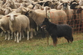 AAH Bundeshüten 2016 / Bild 5 von 163 / 17.09.2016 10:01 / DSC_0652.JPG