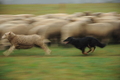 AAH Bundeshüten 2016 / Bild 6 von 163 / 17.09.2016 11:22 / DSC_4523.JPG