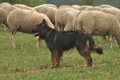AAH Bundeshüten 2016 / Bild 11 von 163 / 17.09.2016 13:24 / DSC_1042.JPG