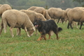AAH Bundeshüten 2016 / Bild 12 von 163 / 17.09.2016 13:25 / DSC_1058.JPG