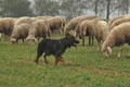 AAH Bundeshüten 2016 / Bild 13 von 163 / 17.09.2016 13:31 / DSC_1140.JPG