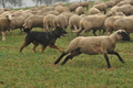 AAH Bundeshüten 2016 / Bild 15 von 163 / 17.09.2016 13:32 / DSC_1159.JPG