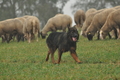 AAH Bundeshüten 2016 / Bild 16 von 163 / 17.09.2016 13:33 / DSC_1179.JPG