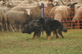 AAH Bundeshüten 2016 / Bild 17 von 163 / 17.09.2016 13:42 / DSC_1287.JPG