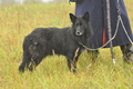 AAH Bundeshüten 2016 / Bild 19 von 163 / 17.09.2016 13:52 / DSC_1340.JPG