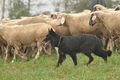 AAH Bundeshüten 2016 / Bild 22 von 163 / 17.09.2016 14:20 / DSC_1513.JPG