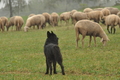 AAH Bundeshüten 2016 / Bild 26 von 163 / 17.09.2016 14:38 / DSC_1882.JPG