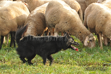 AAH Bundeshüten 2016 / Bild 62 von 163 / 18.09.2016 09:12 / DSC_3721.JPG