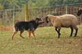 AAH Bundeshüten 2016 / Bild 83 von 163 / 18.09.2016 10:08 / DSC_4301.JPG