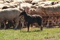 AAH Bundeshüten 2016 / Bild 139 von 163 / 18.09.2016 13:31 / DSC_6216.JPG