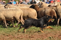 AAH Bundeshüten 2016 / Bild 140 von 163 / 18.09.2016 13:35 / DSC_6310.JPG