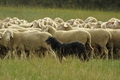 AAH Bundeshüten 2019 / Bild 19 von 88 / 07.09.2019 12:29 / DSC_6880.JPG