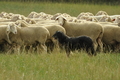 AAH Bundeshüten 2019 / Bild 20 von 88 / 07.09.2019 12:29 / DSC_6881.JPG