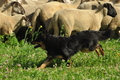 AAH Freundschaftshüten / Bild 7 von 124 / 23.07.2017 09:47 / DSC_2684.JPG