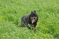 AAH Freundschaftshüten / Bild 16 von 124 / 23.07.2017 10:04 / DSC_2894.JPG