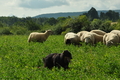 AAH Freundschaftshüten / Bild 19 von 124 / 23.07.2017 10:04 / DSC_2904.JPG