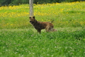 AAH Freundschaftshüten / Bild 61 von 124 / 23.07.2017 11:42 / DSC_3958.JPG