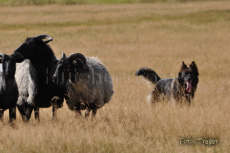 AAH Niedersachsen Landesh&uuml;ten 2014 / Bild 25 von 83 / 24.08.2014 11:47 / DSC_6239.JPG