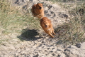 Vorschau von Bild 2 von 39