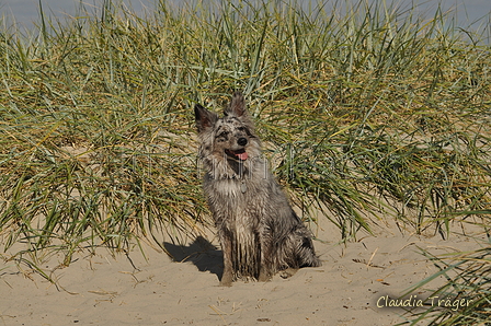 Hundestrand / Bild 10 von 376 / 19.09.2016 15:40 / DSC_7999.JPG
