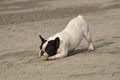 Hundestrand / Bild 56 von 376 / 19.09.2016 16:26 / DSC_8772.JPG
