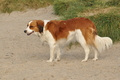 Hundestrand / Bild 77 von 376 / 19.09.2016 16:37 / DSC_8924.JPG