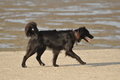 Hundestrand / Bild 219 von 376 / 21.09.2016 09:35 / DSC_0106.JPG