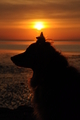 Hundestrand / Bild 299 von 376 / 21.09.2016 19:17 / DSC_5300.JPG