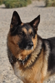 Hundestrand / Bild 352 von 376 / 22.09.2016 10:20 / DSC_1333.JPG