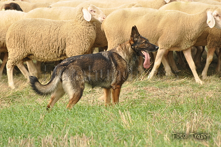 VDL Bundeshüten 2015 / Bild 56 von 169 / 12.09.2015 15:26 / DSC_8060.JPG