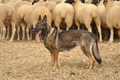 VDL Bundeshüten 2015 / Bild 64 von 169 / 12.09.2015 15:34 / DSC_8169.JPG