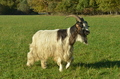 Vorschau von Bild 27 von 156