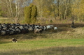 Vorschau von Bild 68 von 156