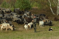 Vorschau von Bild 71 von 156