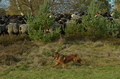Vorschau von Bild 76 von 156