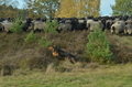 Zuchttauglichkeitsprüfung Undeloh 2022 / Bild 81 von 156 / 06.11.2022 13:52 / DSC_2646.JPG